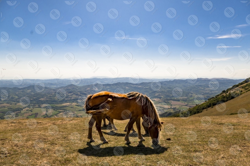 parco Monte Cucco cavalli cielo vista panorama colline montagne  Eugubino - Altochiascio