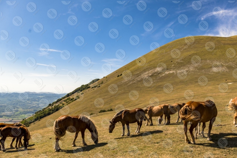 parco Monte Cucco cavalli cielo panorama colline montagne vista  Eugubino - Altochiascio