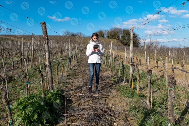 vineyard wine fields hills girl woman tool sky clear sky technology innovation  Umbria