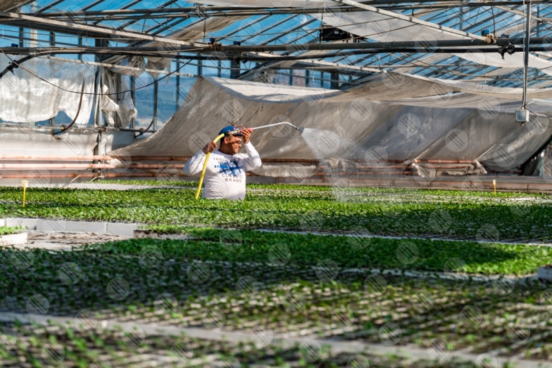 agricolture cultivation seedlings greenhouse work workers man  Umbria