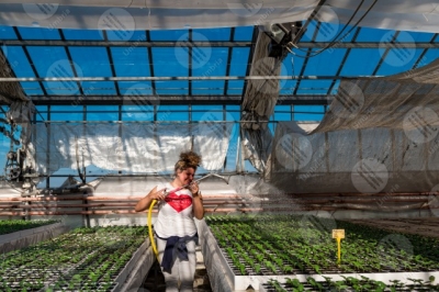 umbria agricolture cultivation greenhouse seedlings work worker girl