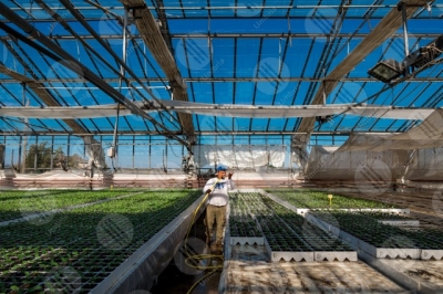 umbria agricolture cultivation greenhouse seedlings work worker