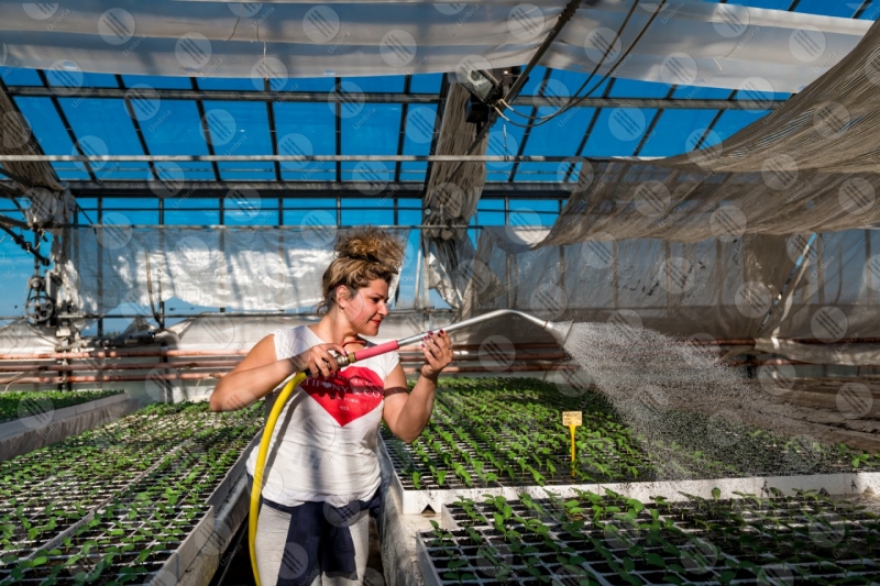 agricoltura coltivazione serra piantine lavoro lavoratrice ragazza  Umbria