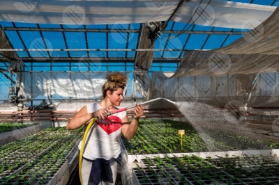 umbria agricolture cultivation greenhouse seedlings work worker girl