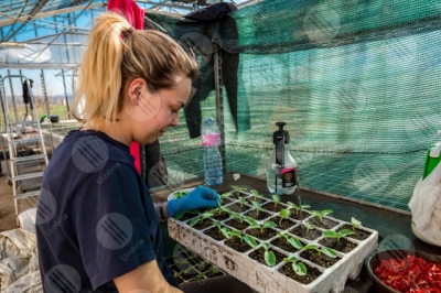umbria agricolture cultivation greenhouse seedlings work worker girl details particulars
